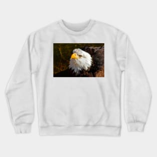 Bald Eagle in Splendor Crewneck Sweatshirt